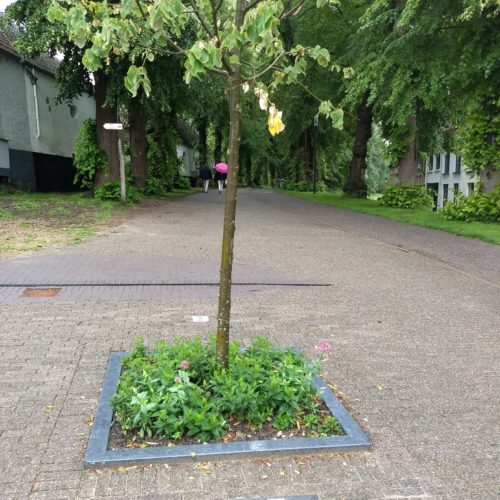 Bruges Treepit installed